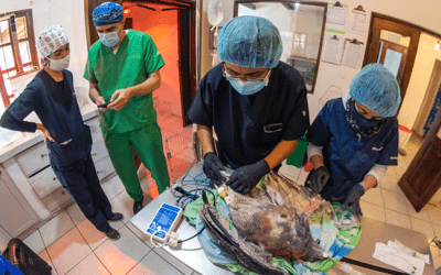 Operación del gavilán variable «Nina»