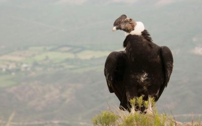 Hablar del Cóndor Andino acentúa su importancia