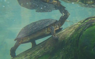 Las Tortugas No Somos Mascotas: una iniciativa para visibilizar la problemática del tráfico y mascotización de tortugas