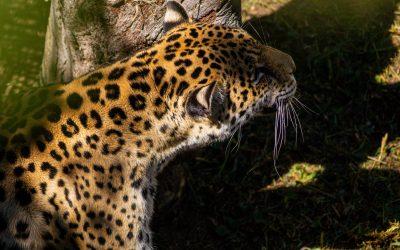 El Día Internacional del Jaguar recalca acciones pendientes para su conservación