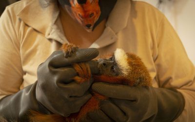 Bienestar Animal del Zoo necesita tu ayuda