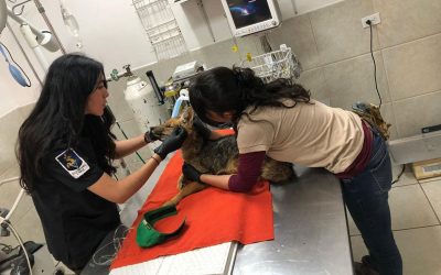 La loba de páramo rescatada del cautiverio