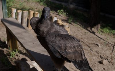 Chitachaca