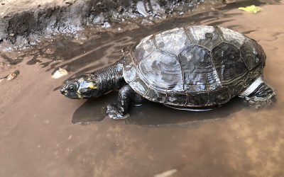 Una tortuga que renació