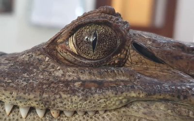 El caimán hallado lejos de su hábitat