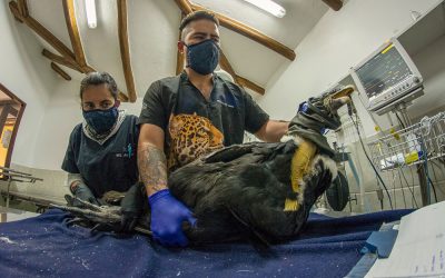 “Zoolidarízate” ha generado numerosas e importantes donaciones