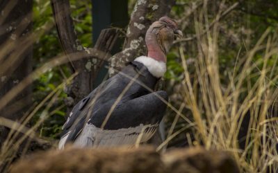 El Día Nacional del Cóndor Andino se conmemora desde hace 25 años en Ecuador