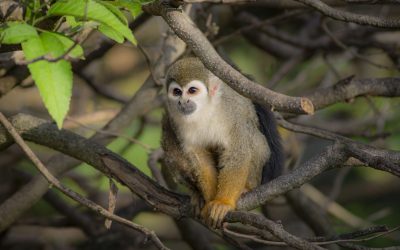 La conservación de los primates depende de la empatía humana