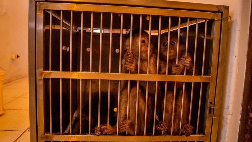 monos capuchinos en jaula