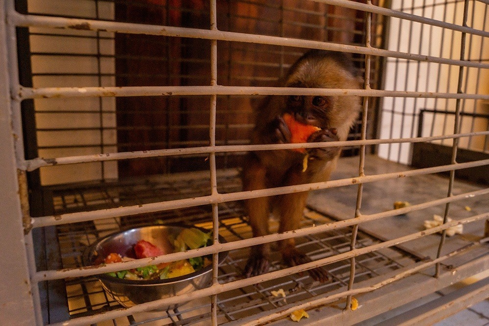 mono comiendo en jaula