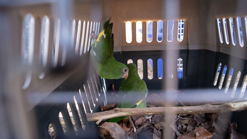loros enjaulados