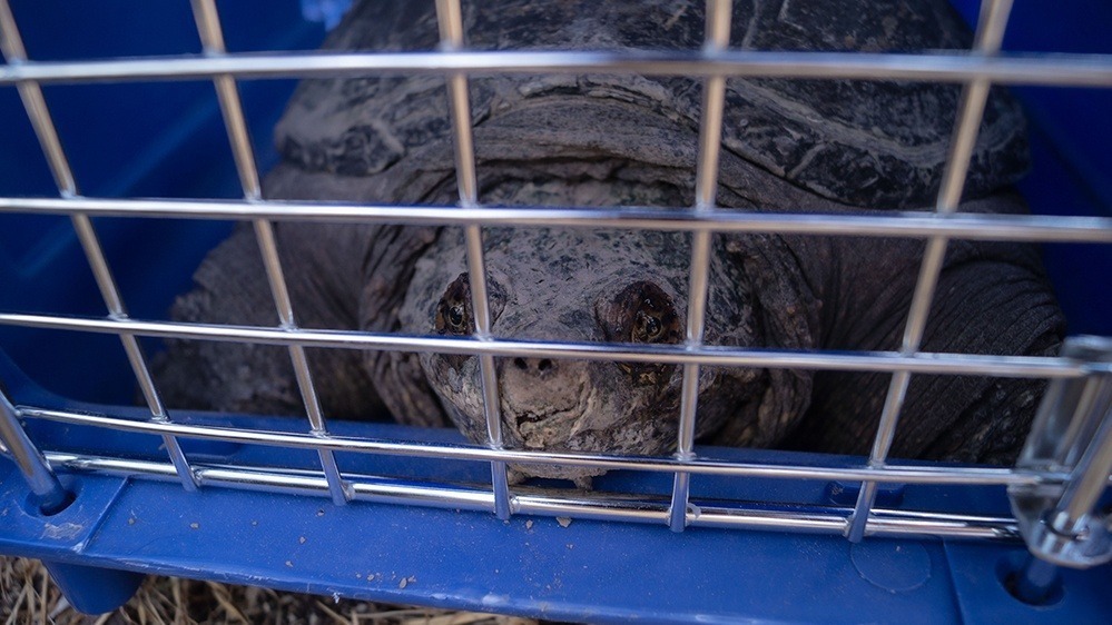 tortuga motelo enjaulada