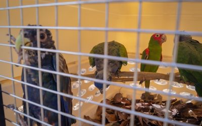 El Zoo de Quito recibió 35 animales que perdieron custodia y cuidado