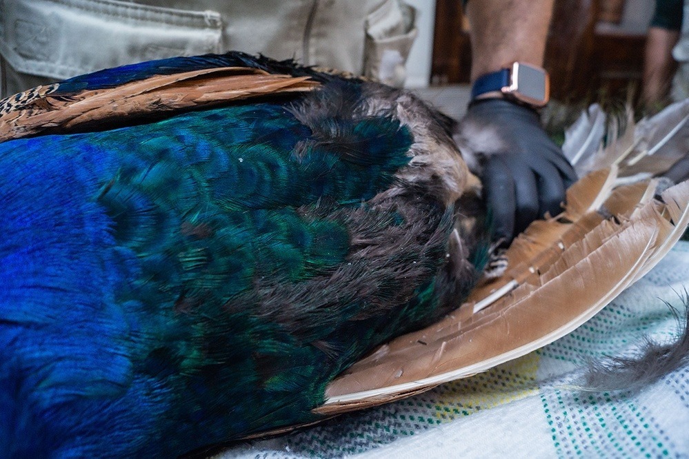 plumas de pavo real en clínica