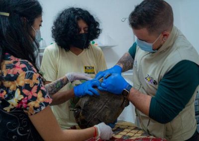 Tortuga mascotizada