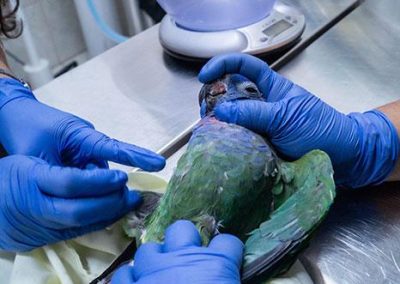 Rescate de loro mascotizado