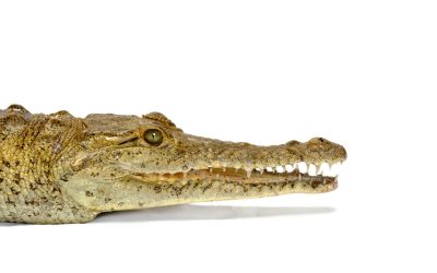 ¿Por qué no debemos consumir animales silvestres?
