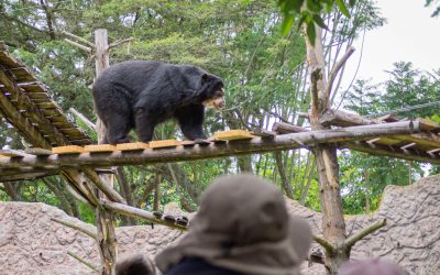 “Carnaval, arte y colores”: un feriado diferente en el Zoológico de Quito