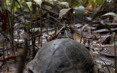 Tortugas y loros regresaron a su hábitat