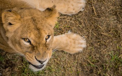 El QuitoZoo busca reconformar la manada de leones