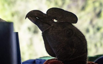 En el QuitoZoo hay una nueva generación de cóndores