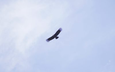 La conservación del cóndor se sustenta en un plan integral