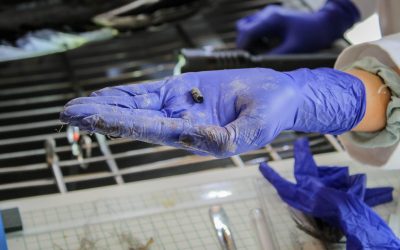 Cóndor murió por un posible acto de cacería