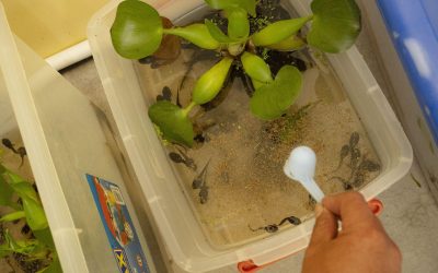 Uilli-uillis fueron rescatados de una quebrada contaminada