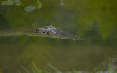 Cocodrilos del Pacífico llegaron al QuitoZoo