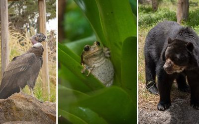 UICN destaca el papel de los zoológicos en la conservación de las especies