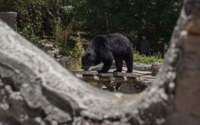 Oso andino llegó al QuitoZoo