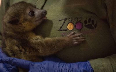El QuitoZoo afrontó retos importantes en el 2023