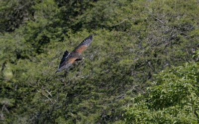 El QuitoZoo es un mundo silvestre por descubrir