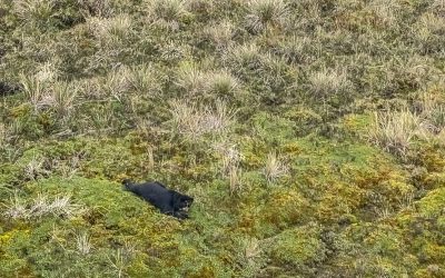 Tupak, llegó el momento de volver al bosque