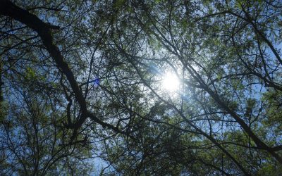 El Desafío Naturaleza Urbana en Quito generó datos claves para la conservación