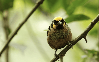 Tangaras regresaron a los bosques