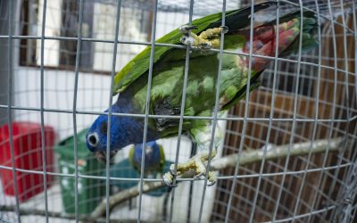 Un día destinado a la lucha contra el tráfico ilegal de fauna silvestre