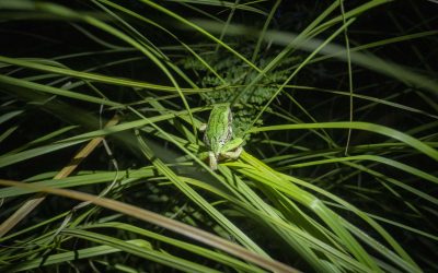 Estudiantes monitorearon poblaciones de ranas en el Parque Bicentenario