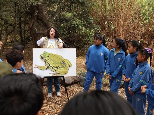 fotos-ranas8