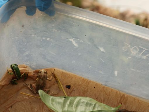 fotos-ranas9
