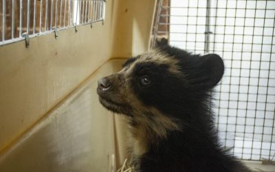 Osezna rescatada es atendida en la clínica del Zoológico de Quito