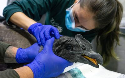Yurak: un polluelo de cóndor andino bajo observación tras un rescate coordinado en Cerro Las Puntas